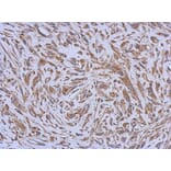 Immunohistochemistry - ENTPD3 antibody from Signalway Antibody (22361) - Antibodies.com