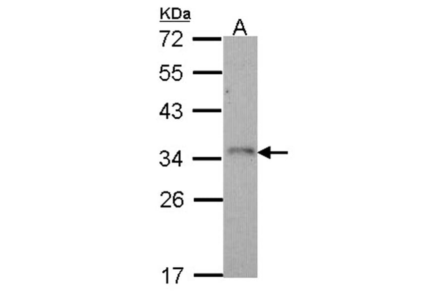 CD314 antibody from Signalway Antibody (22384) - Antibodies.com
