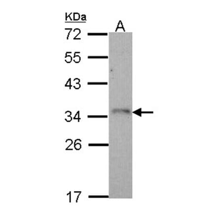 CD314 antibody from Signalway Antibody (22384) - Antibodies.com
