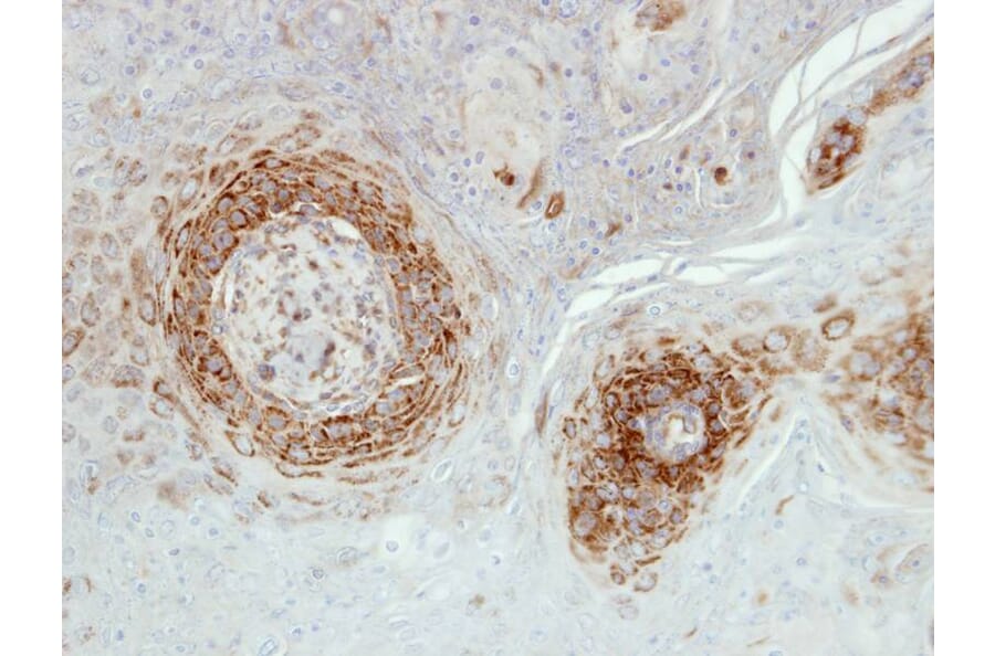 Immunohistochemistry - NDUFA5 antibody from Signalway Antibody (22423) - Antibodies.com