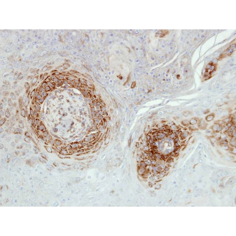 Immunohistochemistry - NDUFA5 antibody from Signalway Antibody (22423) - Antibodies.com