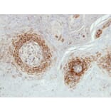 Immunohistochemistry - NDUFA5 antibody from Signalway Antibody (22423) - Antibodies.com