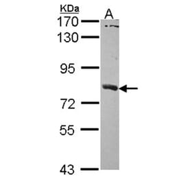 SAMHD1 antibody from Signalway Antibody (22479) - Antibodies.com