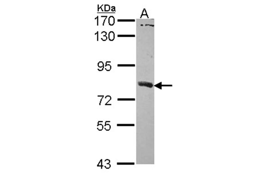 SAMHD1 antibody from Signalway Antibody (22479) - Antibodies.com