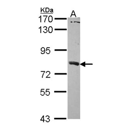 SAMHD1 antibody from Signalway Antibody (22479) - Antibodies.com