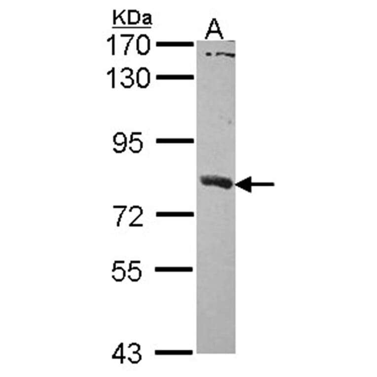 SAMHD1 antibody from Signalway Antibody (22479) - Antibodies.com