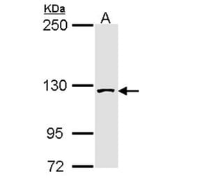 SAP130 antibody from Signalway Antibody (22516) - Antibodies.com
