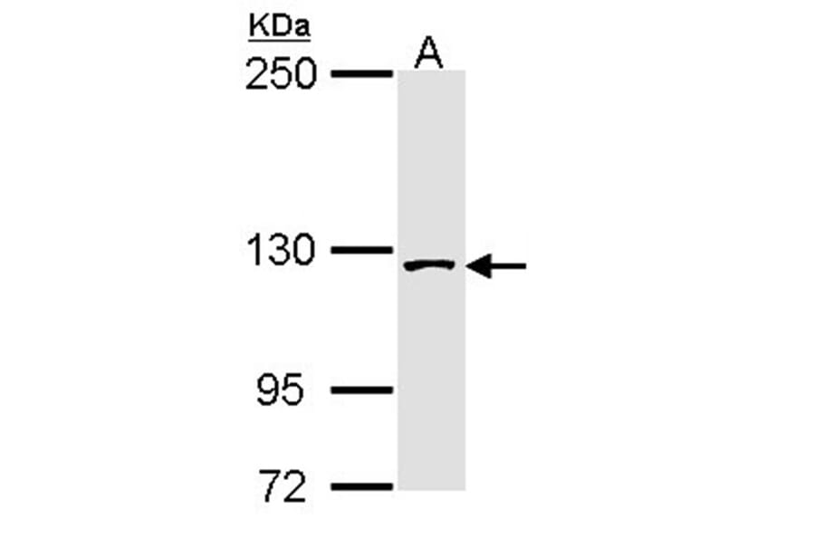 SAP130 antibody from Signalway Antibody (22516) - Antibodies.com