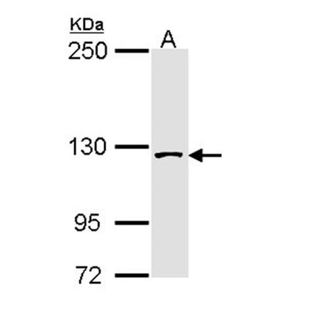 SAP130 antibody from Signalway Antibody (22516) - Antibodies.com