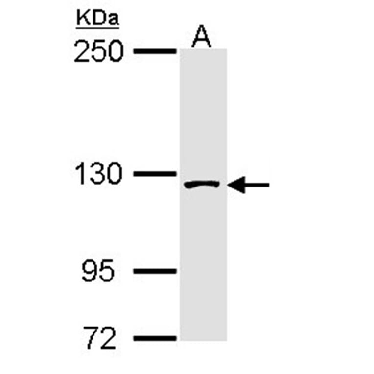 SAP130 antibody from Signalway Antibody (22516) - Antibodies.com
