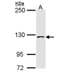 SAP130 antibody from Signalway Antibody (22516) - Antibodies.com