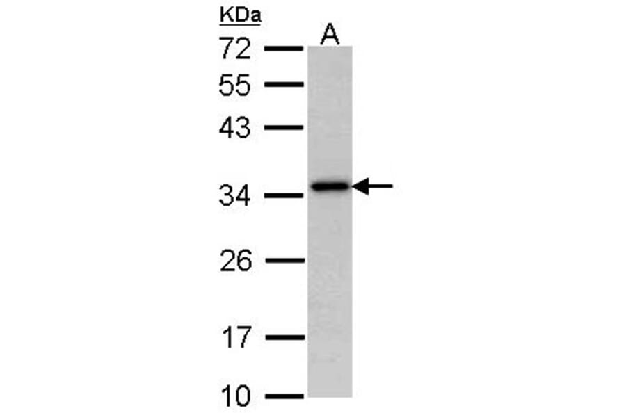 NAT-1 antibody from Signalway Antibody (22539) - Antibodies.com
