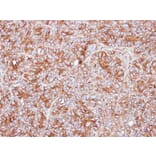 Immunohistochemistry - PPP3CB antibody from Signalway Antibody (22555) - Antibodies.com