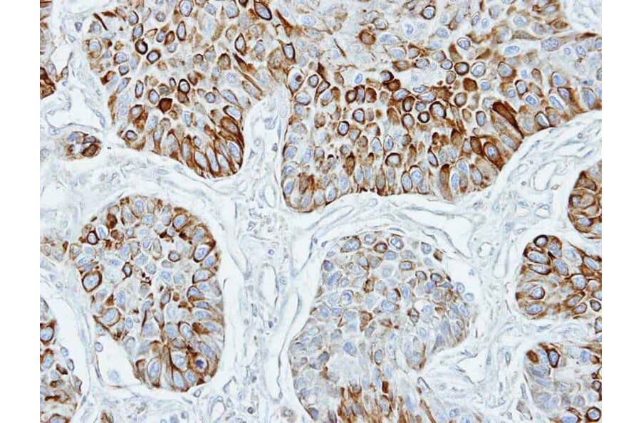 Immunohistochemistry - TRF4-2 antibody from Signalway Antibody (22647) - Antibodies.com