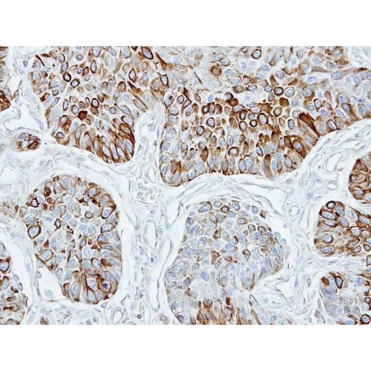 Immunohistochemistry - TRF4-2 antibody from Signalway Antibody (22647) - Antibodies.com