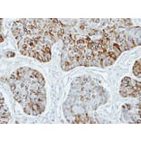 Immunohistochemistry - TRF4-2 antibody from Signalway Antibody (22647) - Antibodies.com