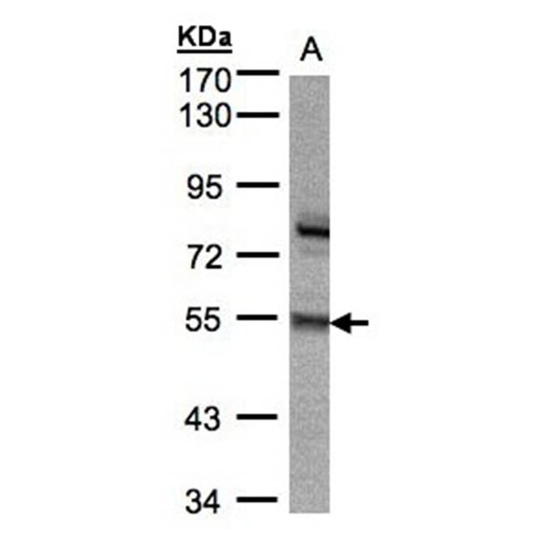 ZNF165 antibody from Signalway Antibody (22671) - Antibodies.com
