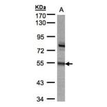 ZNF165 antibody from Signalway Antibody (22671) - Antibodies.com