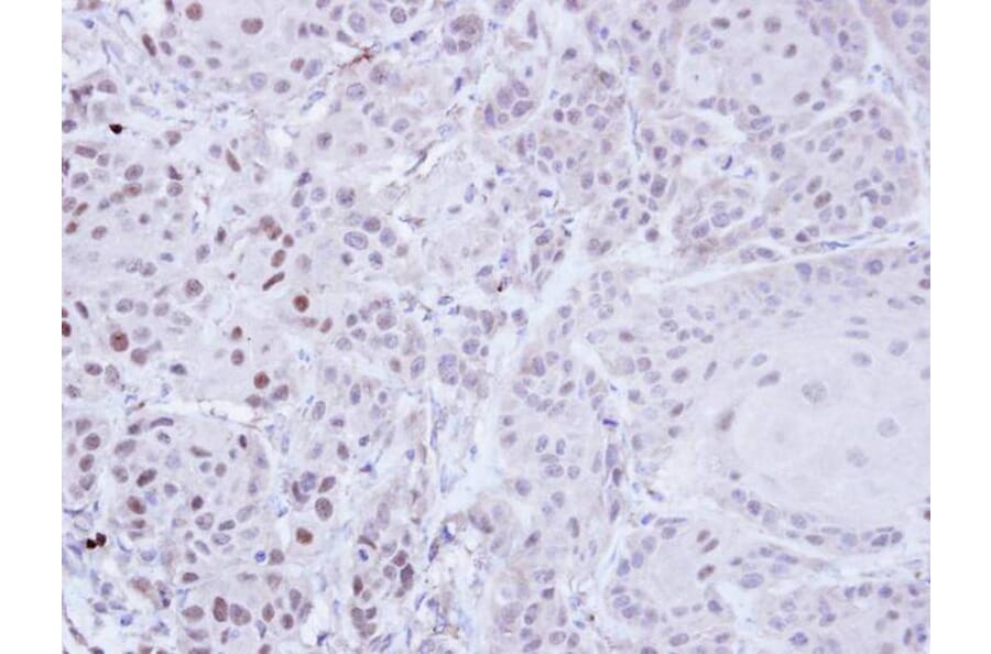 Immunohistochemistry - ZNF165 antibody from Signalway Antibody (22671) - Antibodies.com