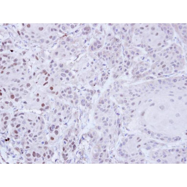 Immunohistochemistry - ZNF165 antibody from Signalway Antibody (22671) - Antibodies.com
