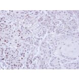 Immunohistochemistry - ZNF165 antibody from Signalway Antibody (22671) - Antibodies.com