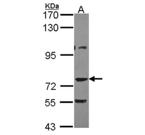 AKAP10 antibody from Signalway Antibody (22770) - Antibodies.com