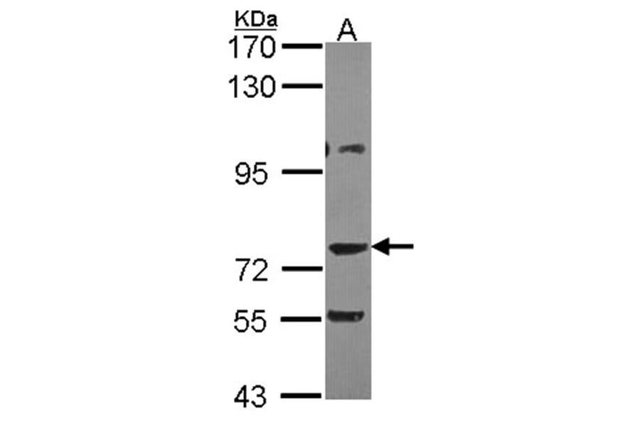 AKAP10 antibody from Signalway Antibody (22770) - Antibodies.com