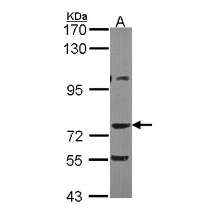 AKAP10 antibody from Signalway Antibody (22770) - Antibodies.com