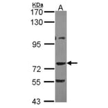 AKAP10 antibody from Signalway Antibody (22770) - Antibodies.com