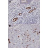 Immunohistochemistry - AKAP10 antibody from Signalway Antibody (22770) - Antibodies.com