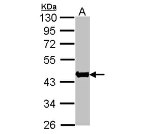 Actin antibody from Signalway Antibody (22954) - Antibodies.com