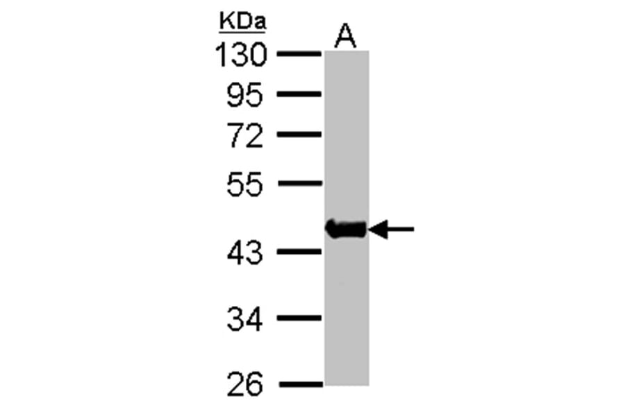 Actin antibody from Signalway Antibody (22954) - Antibodies.com