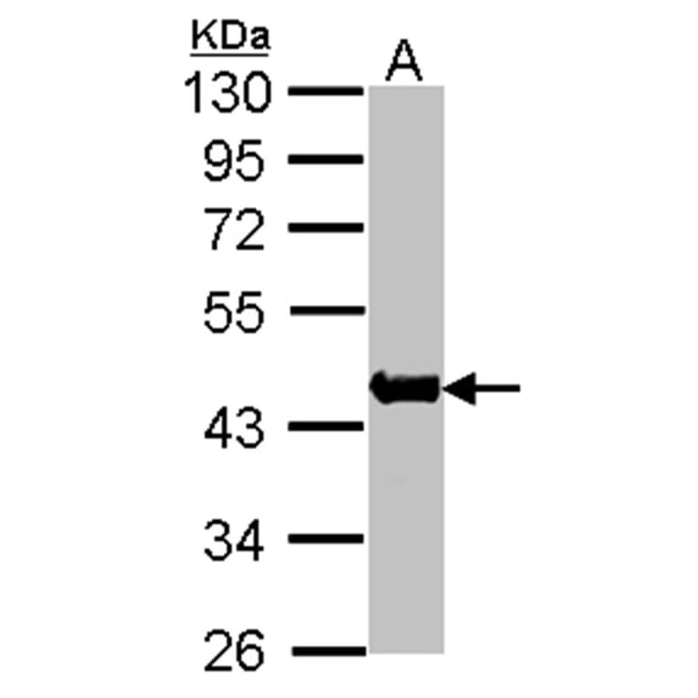 Actin antibody from Signalway Antibody (22954) - Antibodies.com