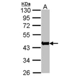 Actin antibody from Signalway Antibody (22954) - Antibodies.com