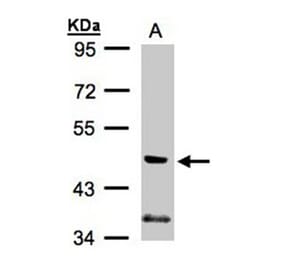 PIK3R3 antibody from Signalway Antibody (23086) - Antibodies.com
