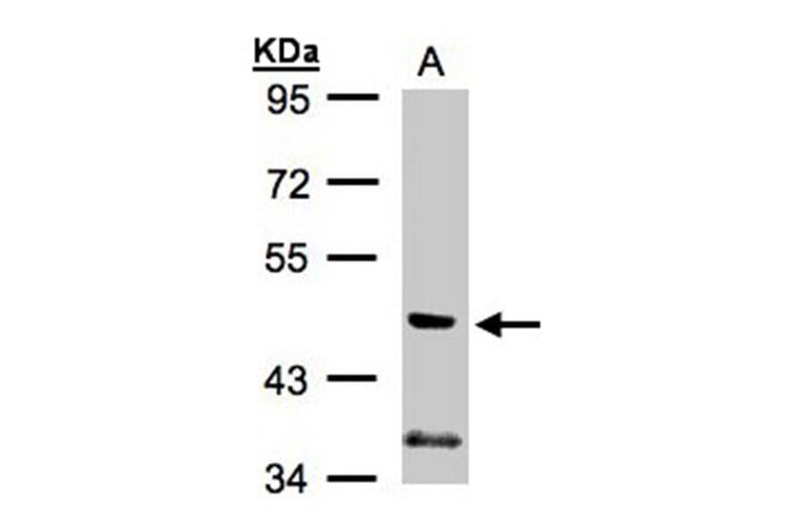 PIK3R3 antibody from Signalway Antibody (23086) - Antibodies.com