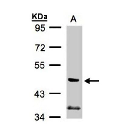 PIK3R3 antibody from Signalway Antibody (23086) - Antibodies.com