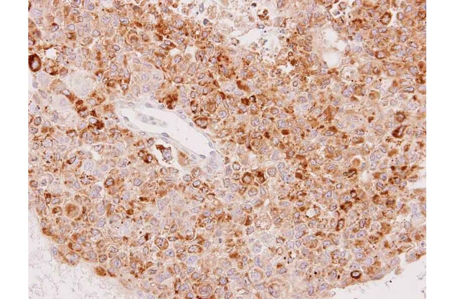 Immunohistochemistry - UGT1A6 antibody from Signalway Antibody (23131) - Antibodies.com