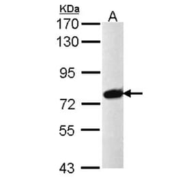 PRPF39 antibody from Signalway Antibody (23136) - Antibodies.com