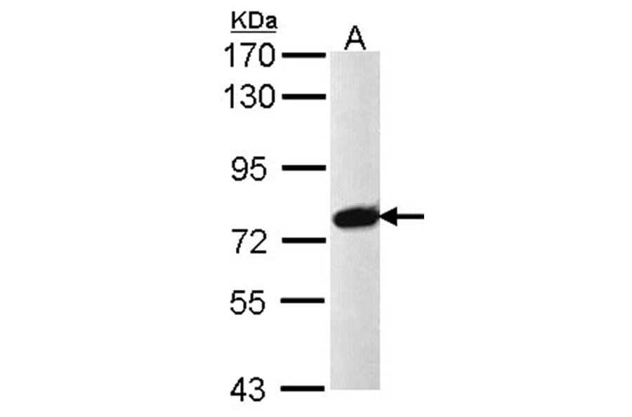 PRPF39 antibody from Signalway Antibody (23136) - Antibodies.com