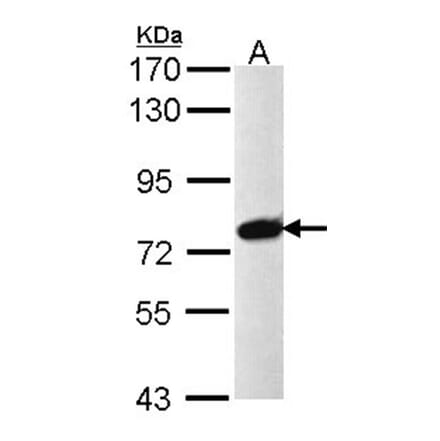 PRPF39 antibody from Signalway Antibody (23136) - Antibodies.com