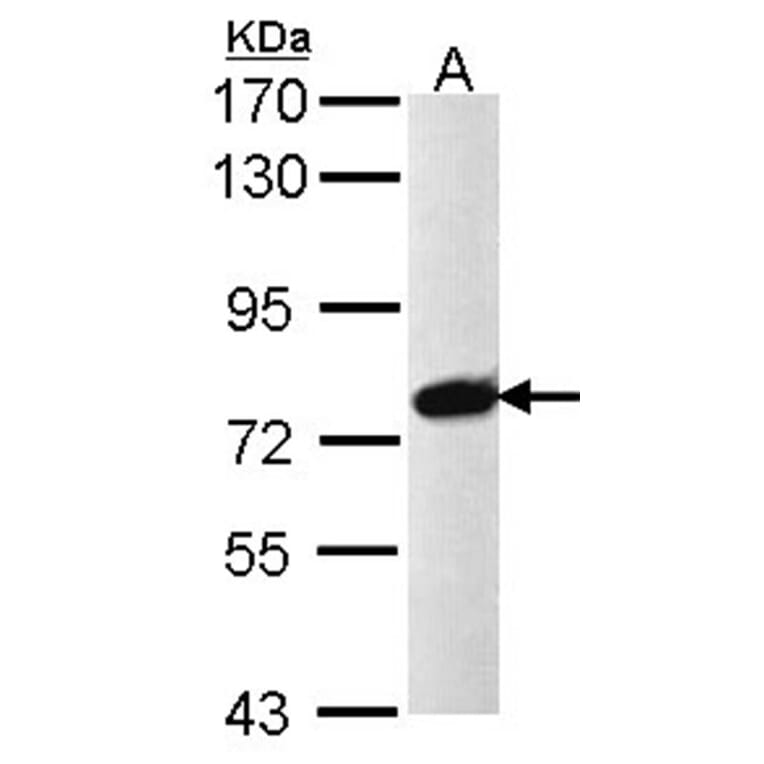 PRPF39 antibody from Signalway Antibody (23136) - Antibodies.com
