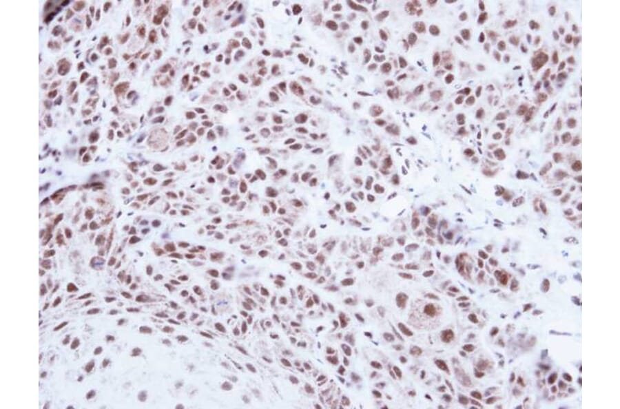 Immunohistochemistry - PRPF39 antibody from Signalway Antibody (23136) - Antibodies.com