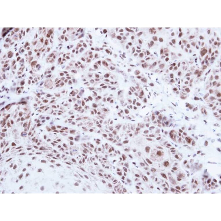 Immunohistochemistry - PRPF39 antibody from Signalway Antibody (23136) - Antibodies.com