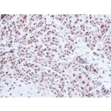 Immunohistochemistry - PRPF39 antibody from Signalway Antibody (23136) - Antibodies.com