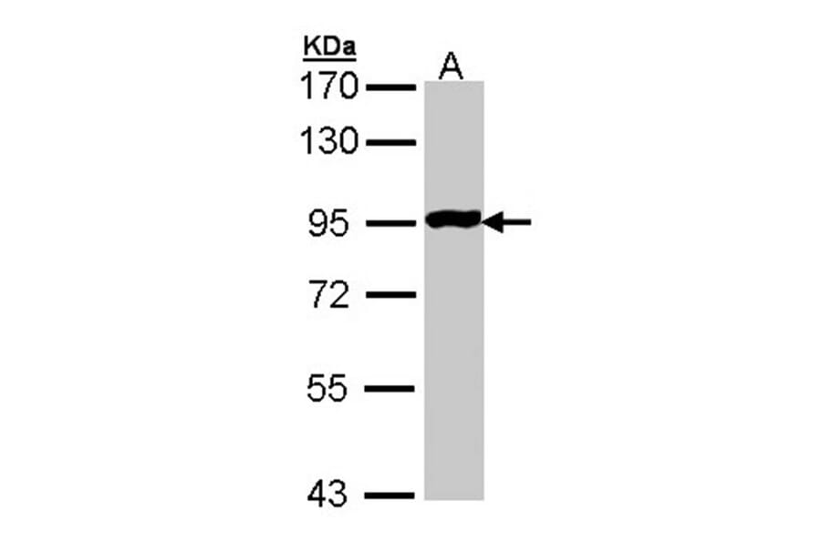 GPR114 antibody from Signalway Antibody (23178) - Antibodies.com