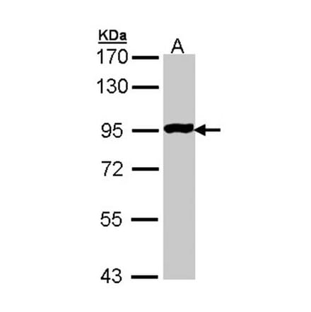 GPR114 antibody from Signalway Antibody (23178) - Antibodies.com