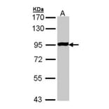 GPR114 antibody from Signalway Antibody (23178) - Antibodies.com