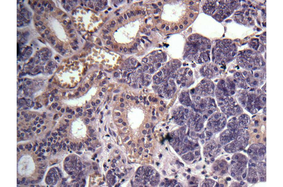 Immunohistochemistry - GPR114 antibody from Signalway Antibody (23178) - Antibodies.com