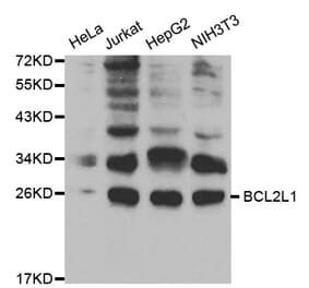 Western blot - BCL2L1 Antibody from Signalway Antibody (32013) - Antibodies.com